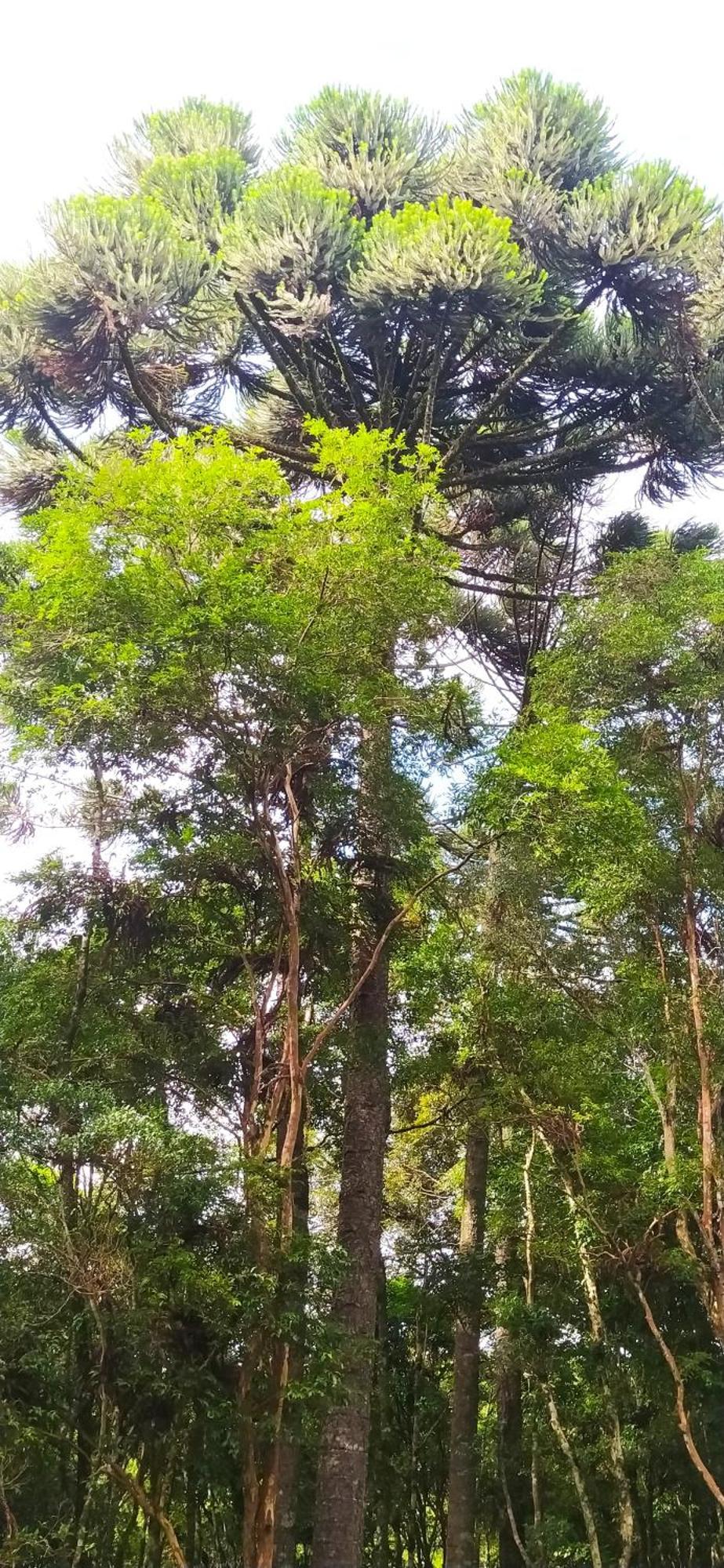 Chacara Rancho Paraiso Piraquara Bagian luar foto