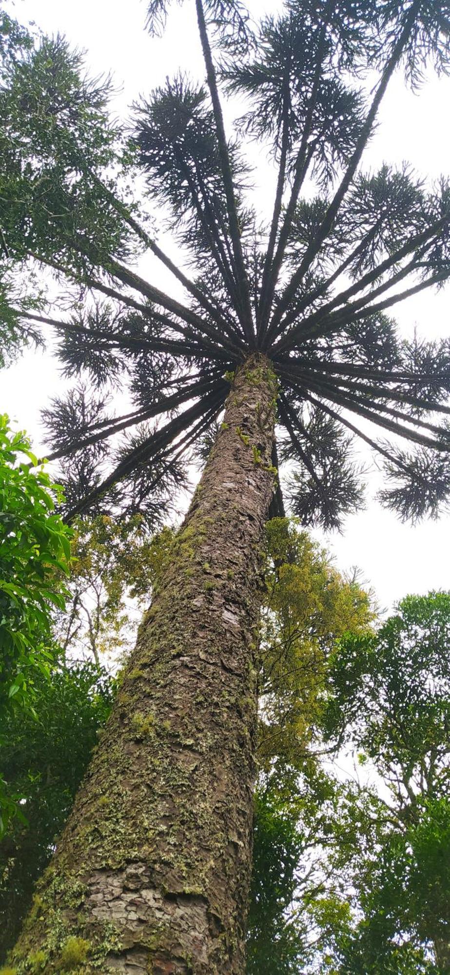 Chacara Rancho Paraiso Piraquara Bagian luar foto